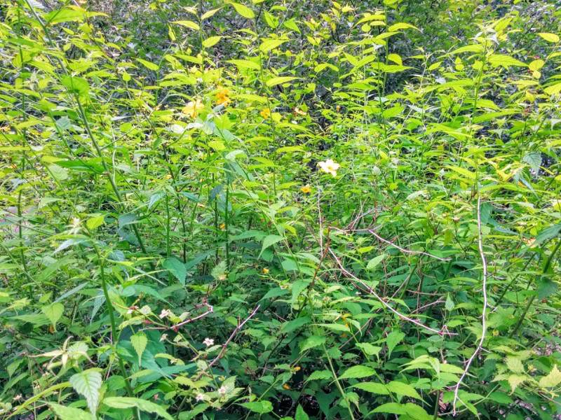 北海道大学植物園 灌木園の花１ヤマブキ