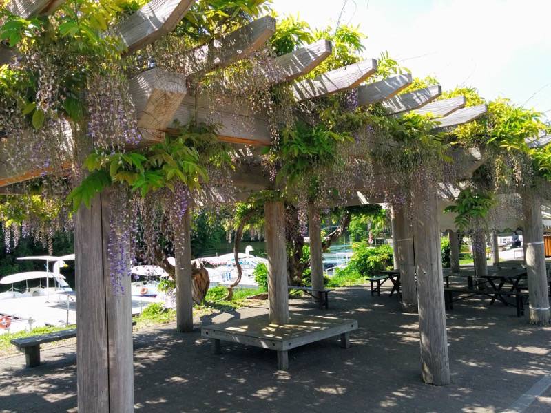 大沼公園-行啓記念の藤.jpg 大沼公園 行啓記念の藤