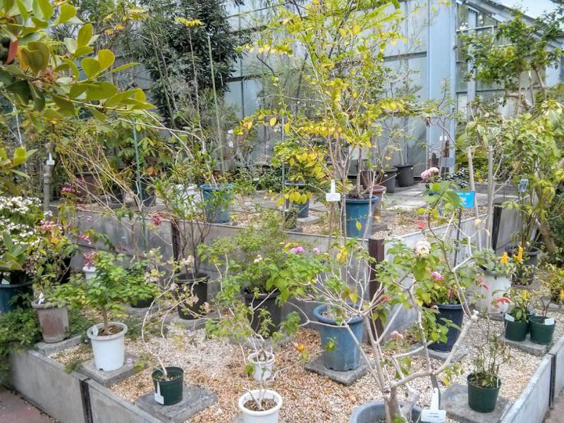 北海道大学植物園 温室園A棟２２熱帯性果実類 ４ ５号室