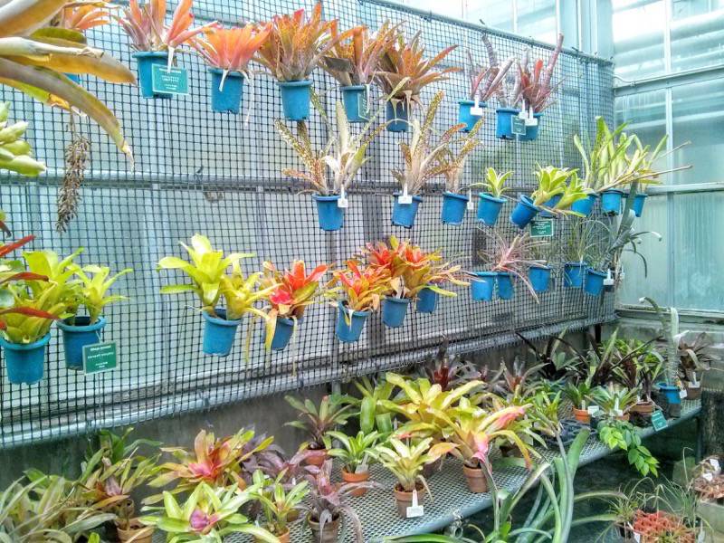 北海道大学植物園 温室園A棟６パイナップル科 ２号室