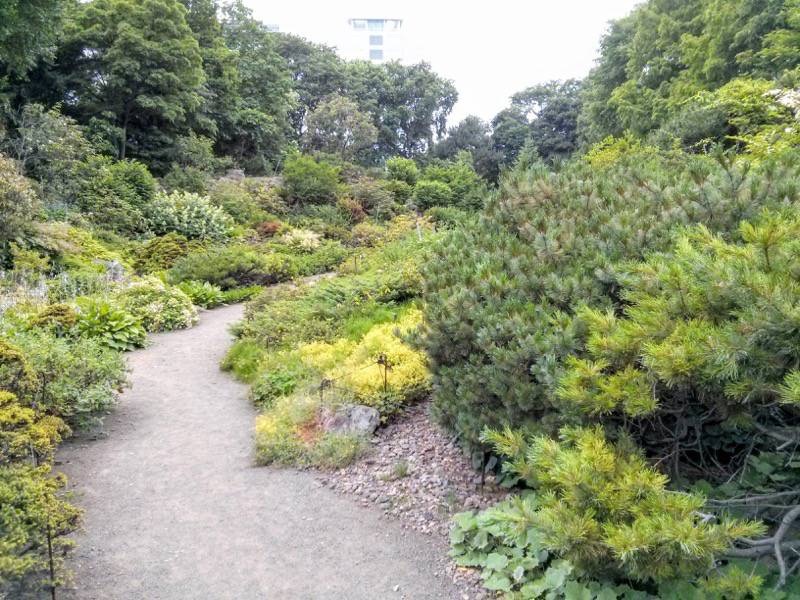 北海道大学植物園-高山植物園7.jpg 北海道大学植物園 高山植物園7