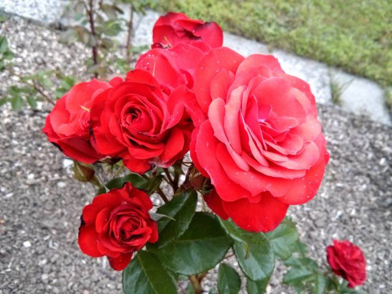 北海道大学植物園-バラ園6ファイアー・キング.jpg 北海道大学植物園 バラ園6ファイアー キング