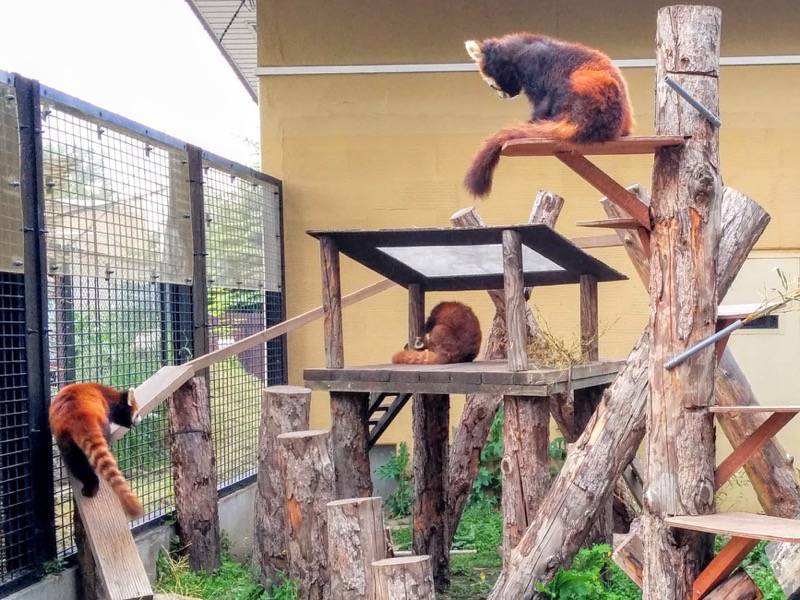 旭山動物園-レッサーパンダ1.jpg 旭山動物園 レッサーパンダ1