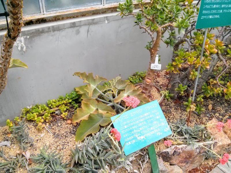 北海道大学植物園 温室園B棟１９多肉植物 ６号室