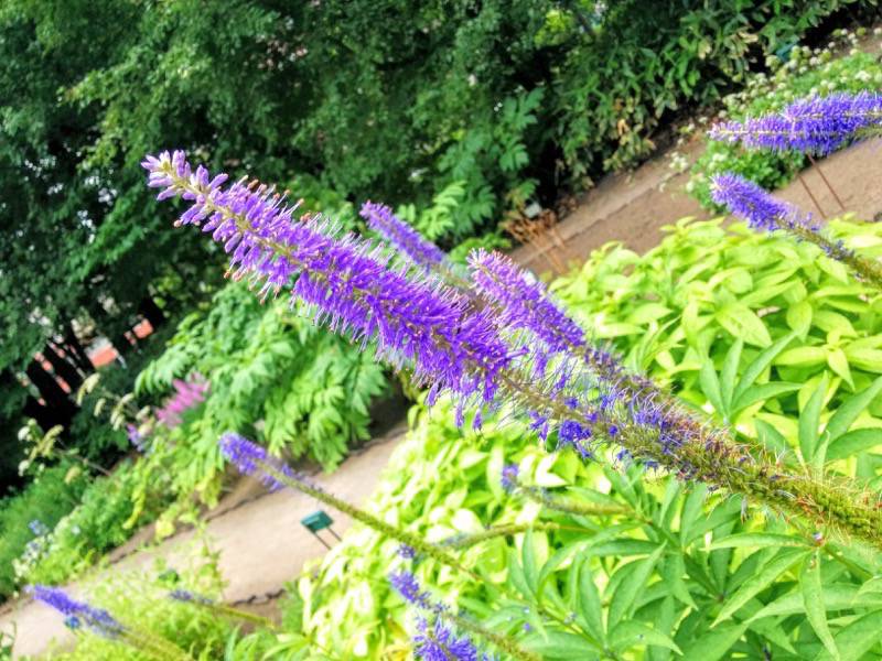北海道大学植物園 草本分科園１０エゾクガイソウ２