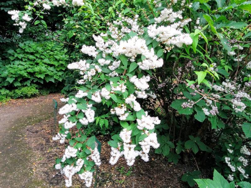北海道大学植物園 灌木園の花１７サラサウツギ１
