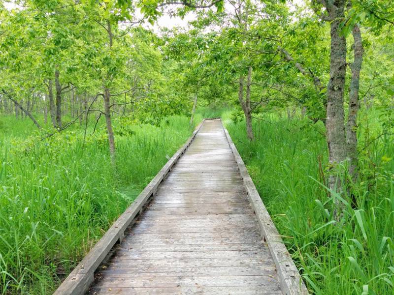 温根内木道1−1.jpg 温根内木道1−1