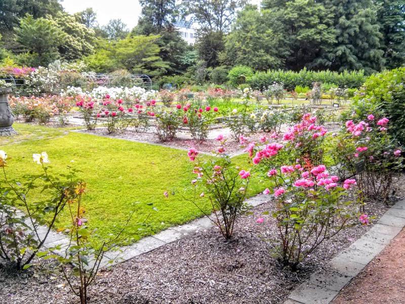 北海道大学植物園-バラ園31.jpg 北海道大学植物園 バラ園31