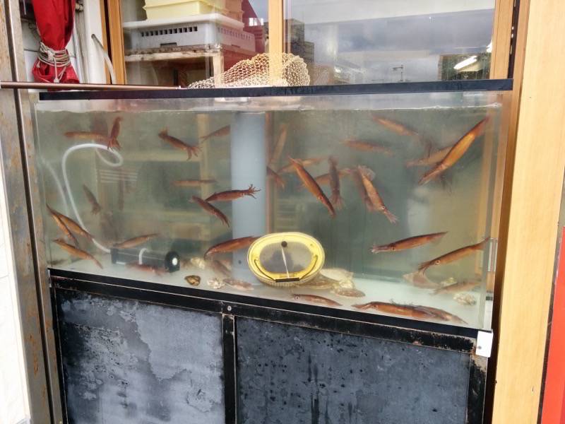 一花亭たびじ-いけす.jpg 一花亭たびじ いけす