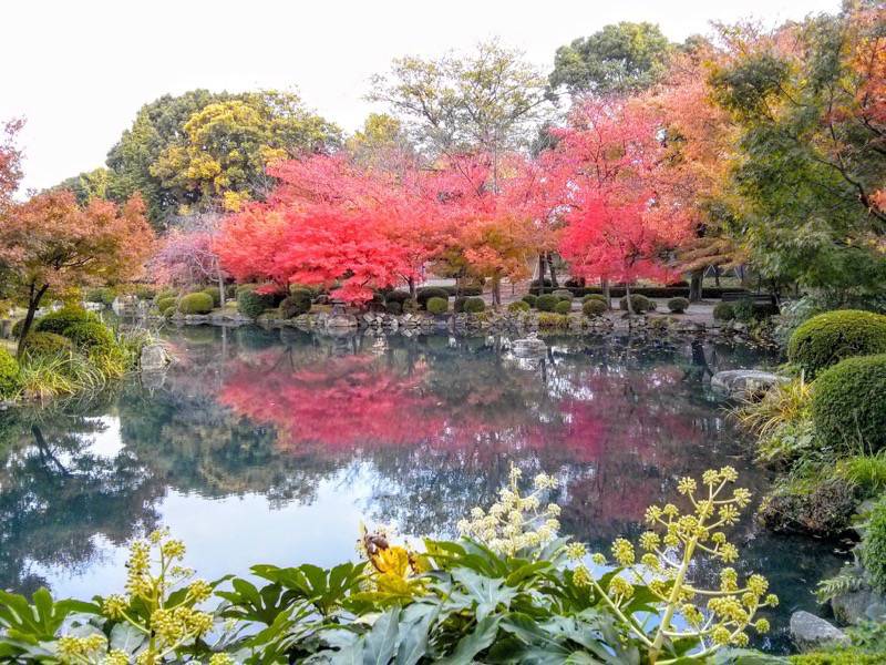 東寺 五重塔前の池１
