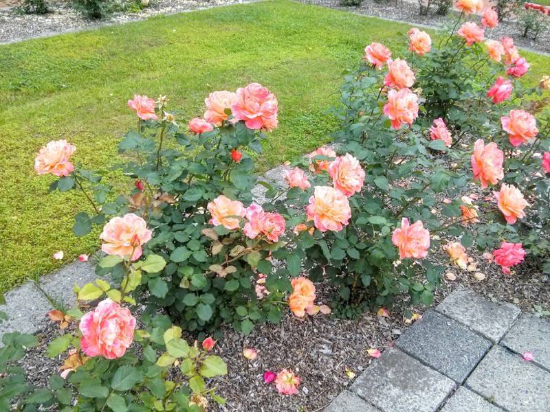 北海道大学植物園-バラ園19ベティナ.jpg 北海道大学植物園 バラ園19ベティナ