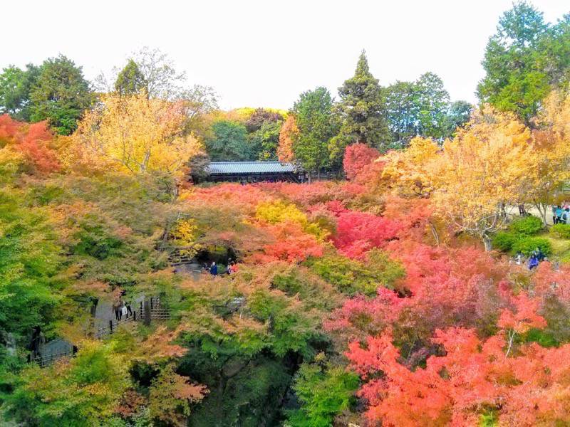 東福寺 通天橋付近の紅葉５