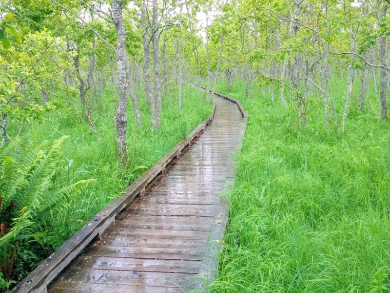 温根内木道8−8.jpg 温根内木道8−8