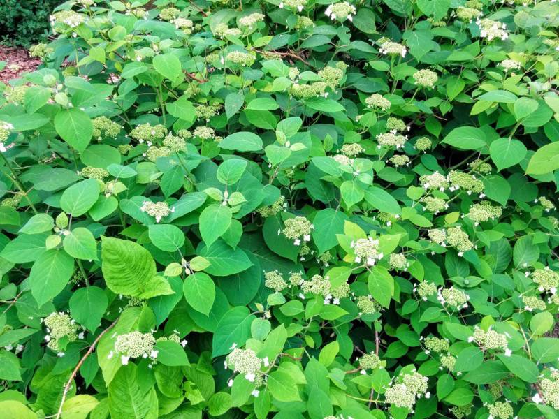 北海道大学植物園 灌木園の花１５アマチア１
