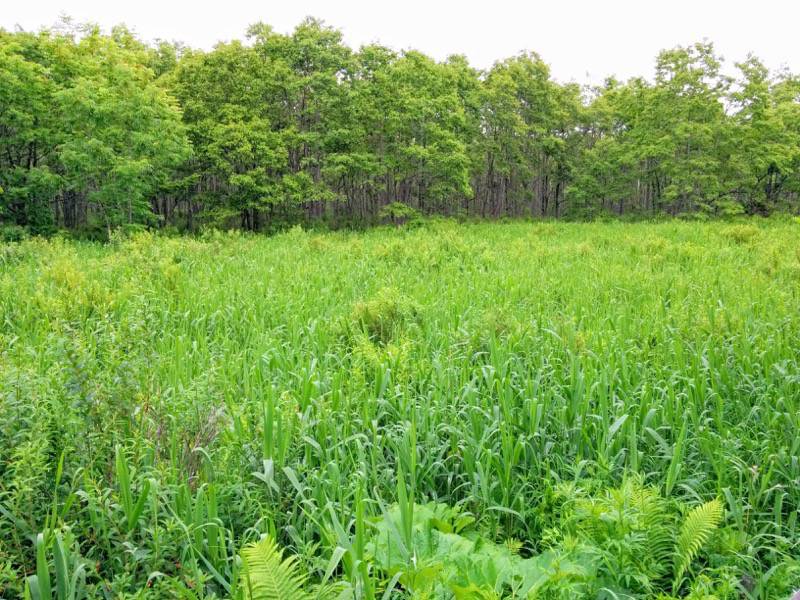 温根内木道0−2.jpg 温根内木道0−2