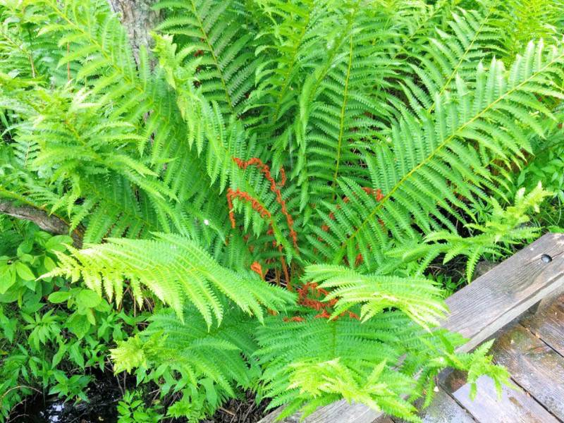 温根内木道8−7.jpg 温根内木道8−7