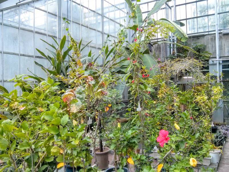 北海道大学植物園 温室園A棟２６熱帯性果実類 ４ ５号室
