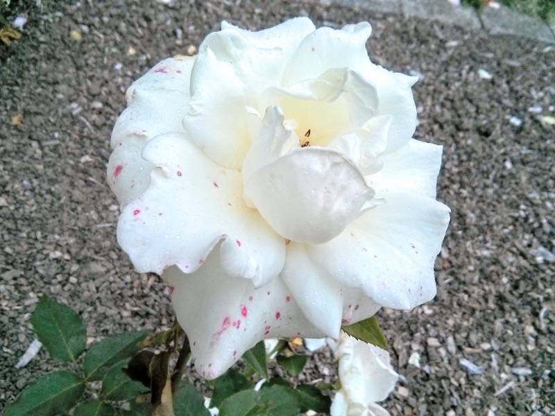 北海道大学植物園-バラ園4ジョン・F・ケネディ.jpg 北海道大学植物園 バラ園4ジョン F ケネディ