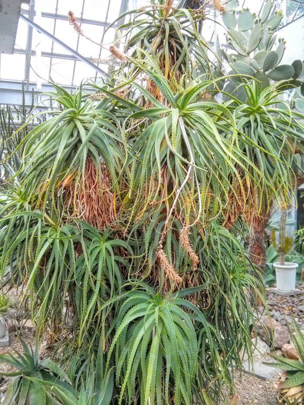 北海道大学植物園 温室園B棟３２多肉植物 ６号室