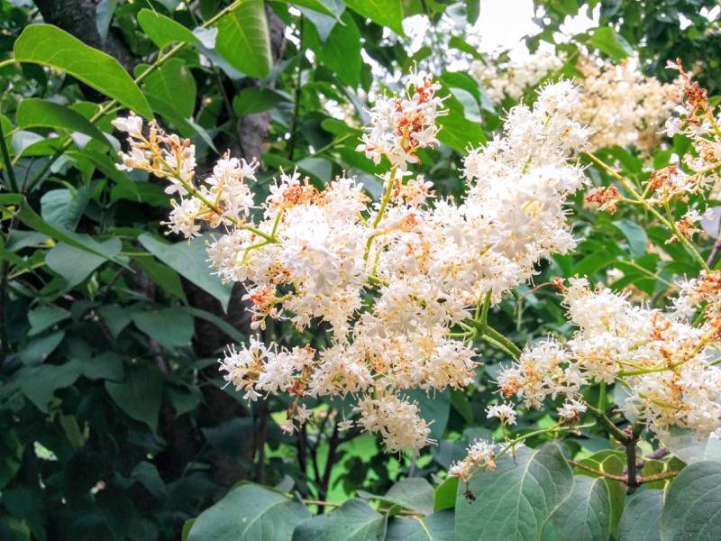 北海道大学植物園-ライラック並木4ハシドイ2.jpg 北海道大学植物園 ライラック並木4ハシドイ2