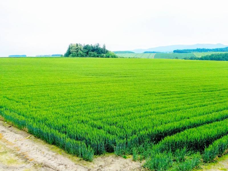 美瑛 セブンスターの木付近の景色７