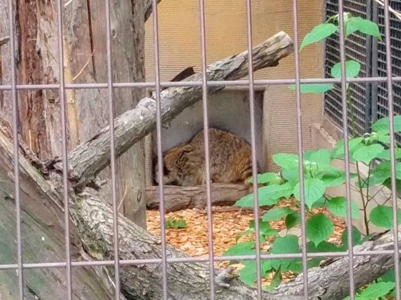 旭山動物園-アライグマ.jpg 旭山動物園 アライグマ