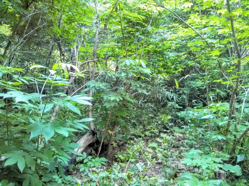北海道大学植物園-自然林2.jpg 北海道大学植物園 自然林2