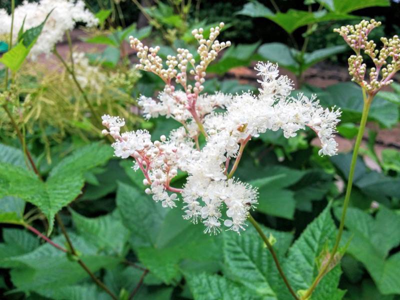 北海道大学植物園 草本分科園７オニシモツケ