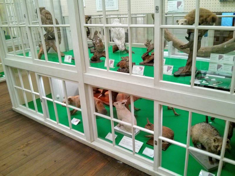 北海道大学植物園-博物館内5鳥類など.jpg 北海道大学植物園 博物館内5鳥類など
