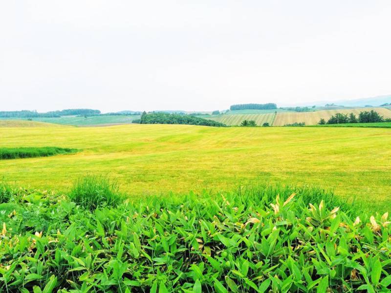 美瑛 親子の木付近の景色３