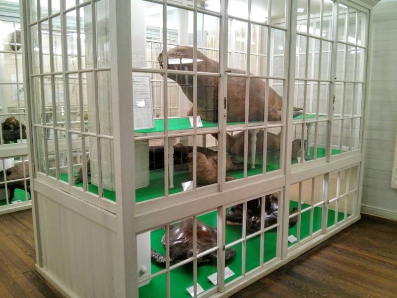 北海道大学植物園-博物館内2アザラシ亀など.jpg 北海道大学植物園 博物館内2アザラシ亀など