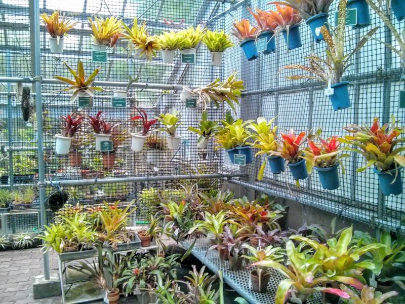 北海道大学植物園 温室園A棟８パイナップル科 ２号室