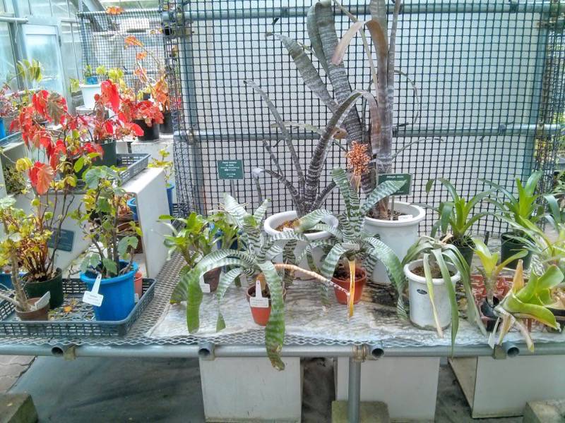 北海道大学植物園 温室園A棟３パイナップル科 ２号室