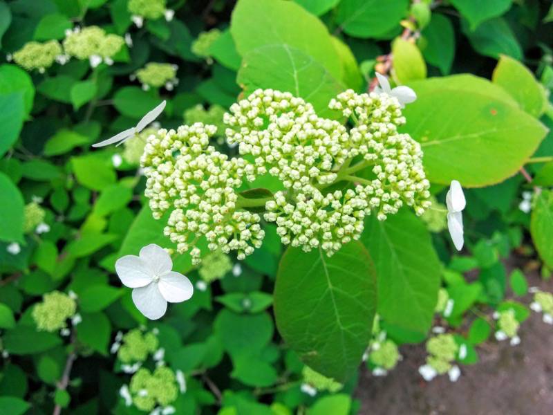 北海道大学植物園 灌木園の花１５アマチア２