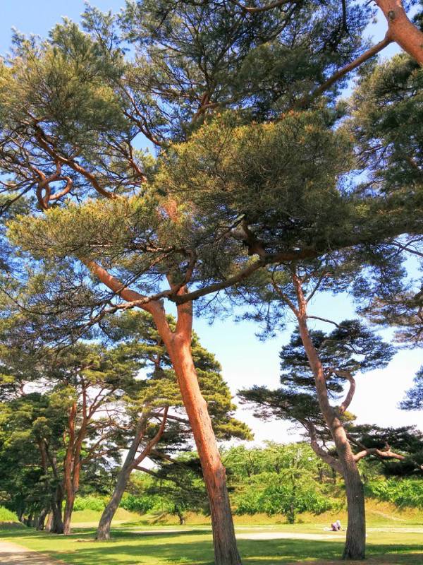 五稜郭公園-アカマツ9.jpg 五稜郭公園 アカマツ9