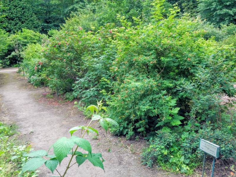 北海道大学植物園 灌木園内２