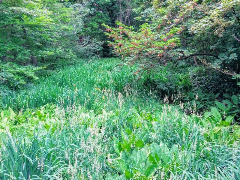 北海道大学植物園-北ローン〜樹木園間の沼.jpg 北海道大学植物園 北ローン 樹木園間の沼