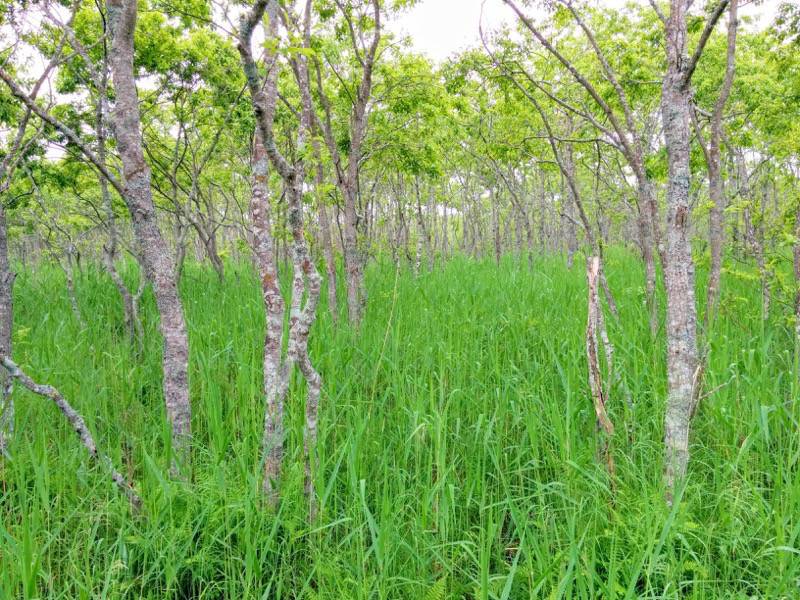 温根内木道6−5.jpg 温根内木道6−5