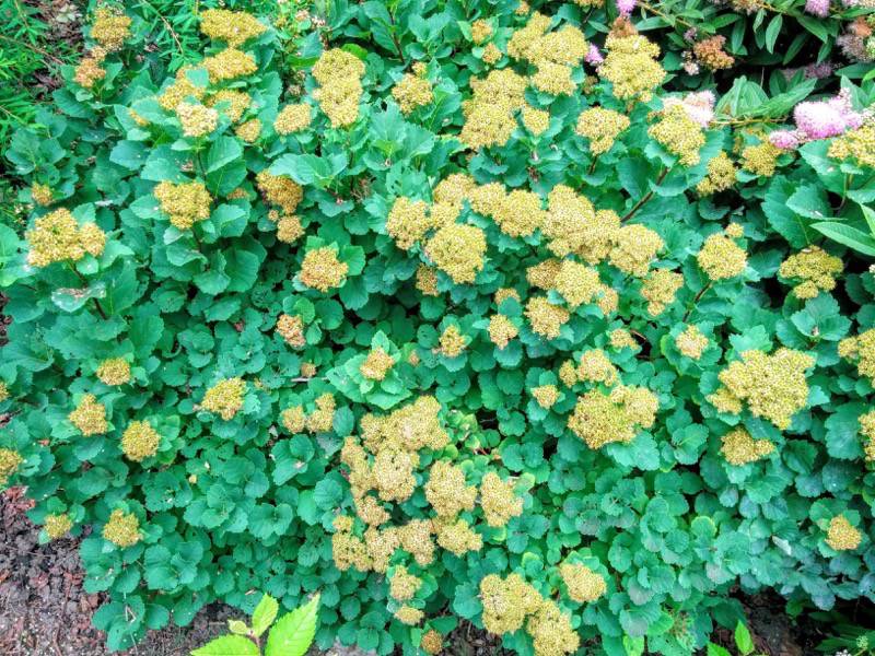 北海道大学植物園 灌木園の花７マルバシモツケ