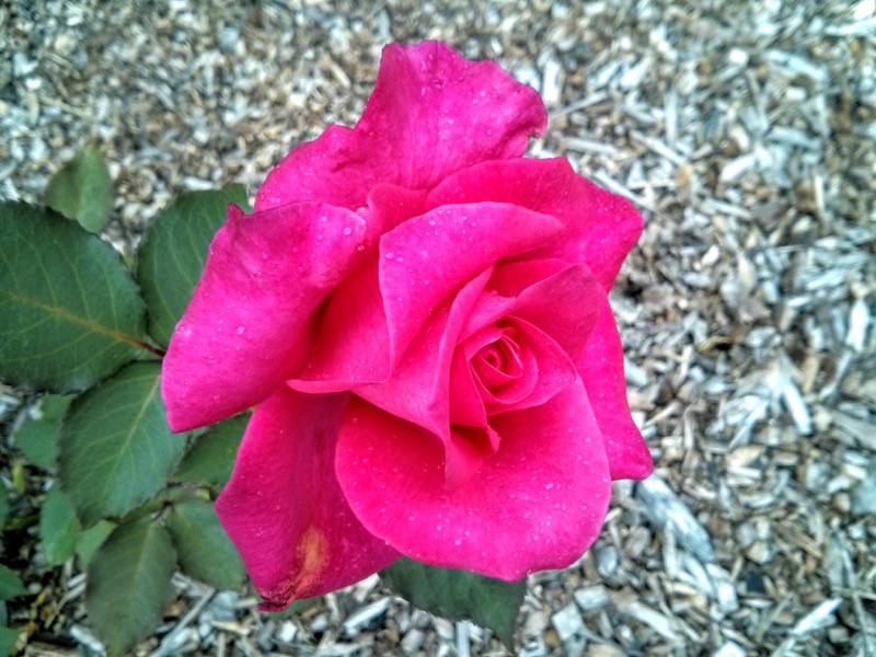 北海道大学植物園-バラ園16ペーター・フランケンフェルト.jpg 北海道大学植物園 バラ園16ペーター フランケンフェルト