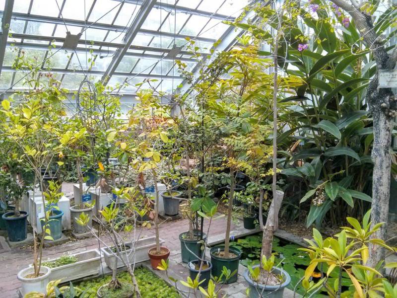 北海道大学植物園 温室園A棟３０熱帯性果実類 ４ ５号室