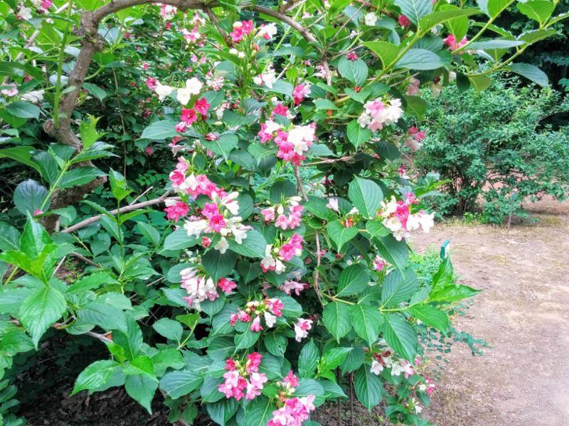 北海道大学植物園 灌木園の花１８ハコネウツギ１