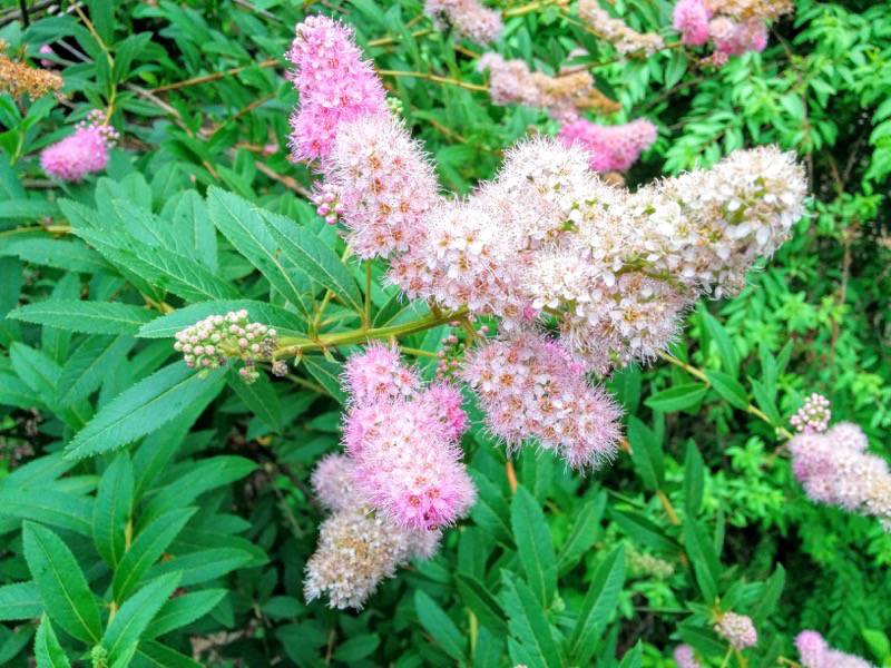 北海道大学植物園 灌木園の花６ホザキシモツケ２