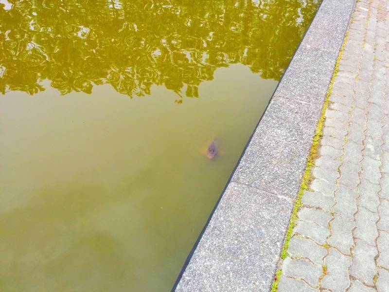 鶴ケ岱公園 ひょうたんの池の魚１