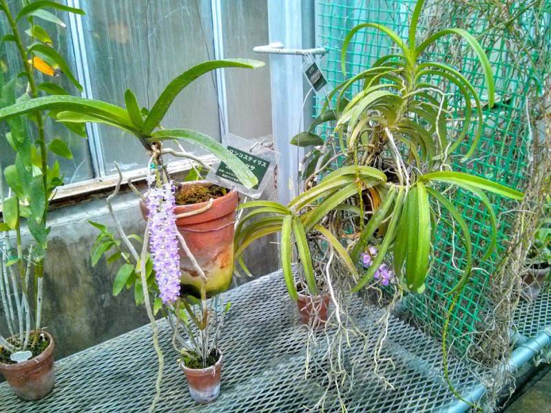 北海道大学植物園 温室園B棟１４ラン科 ７号室