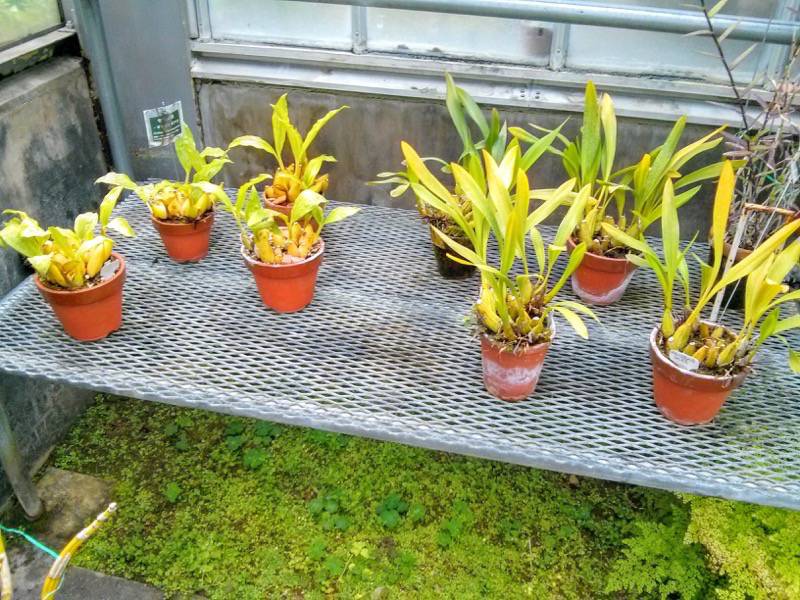 北海道大学植物園 温室園B棟８食虫植物 ８号室