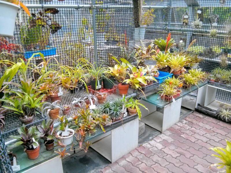 北海道大学植物園 温室園A棟５パイナップル科 ２号室