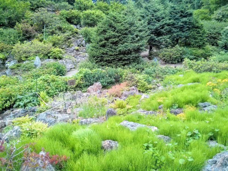 北海道大学植物園 カナディアンロックガーデン１８