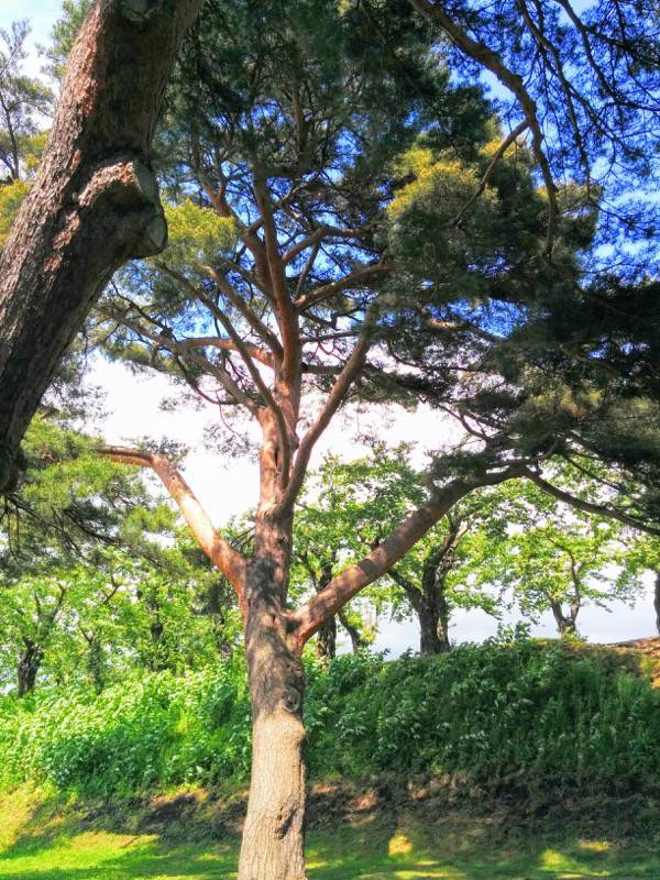五稜郭公園-アカマツ5.jpg 五稜郭公園 アカマツ5