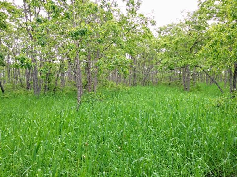 温根内木道1−2.jpg 温根内木道1−2